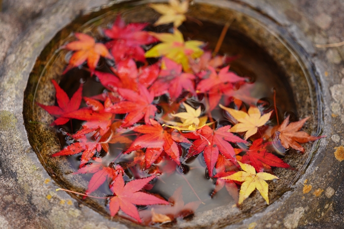 京都の紅葉_2021_13　苗秀寺　No41