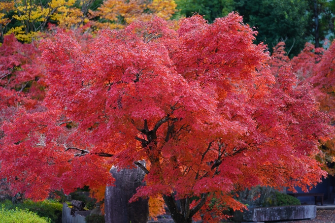 京都の紅葉_2021_13　苗秀寺　No42