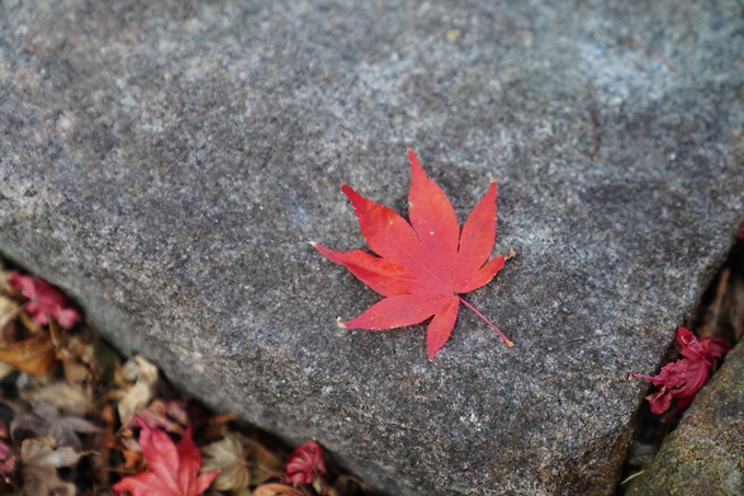 京都の紅葉_2021_13　苗秀寺　No43