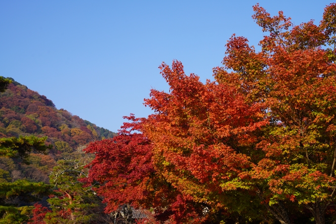 京都の紅葉_2021_14　嵐山公園　No6