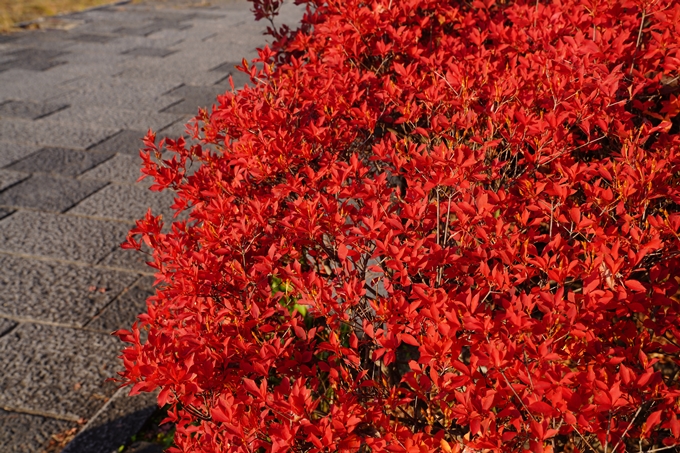 京都の紅葉_2021_14　嵐山公園　No7