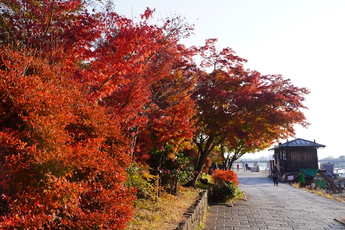 京都の紅葉_2021_14　嵐山公園　No8