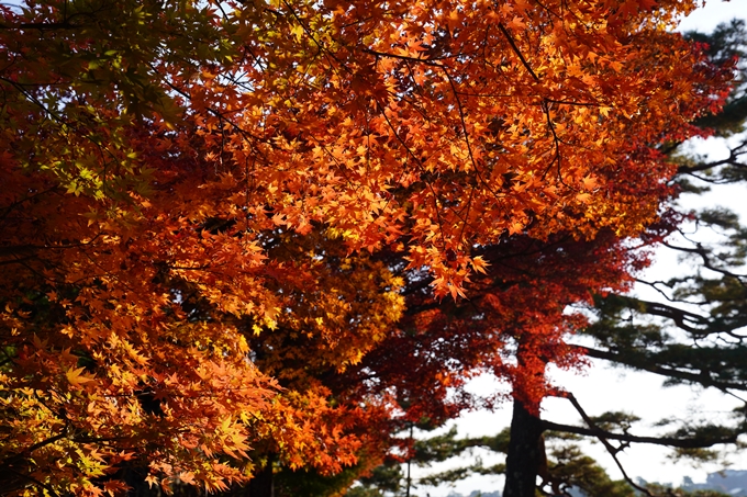 京都の紅葉_2021_14　嵐山公園　No9