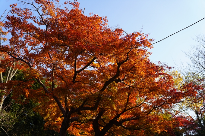 京都の紅葉_2021_14　嵐山公園　No11