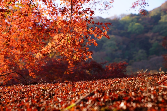 京都の紅葉_2021_14　嵐山公園　No15