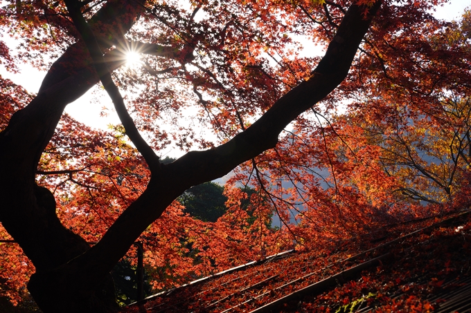 京都の紅葉_2021_14　嵐山公園　No16