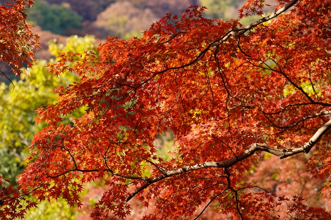 京都の紅葉_2021_14　嵐山公園　No23