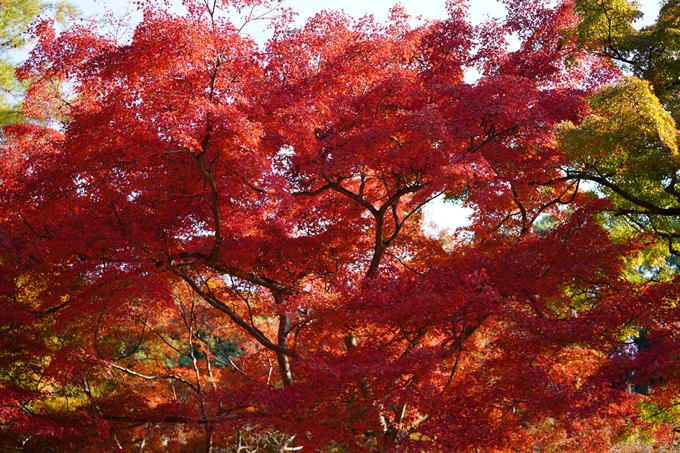 京都の紅葉_2021_14　嵐山公園　No25