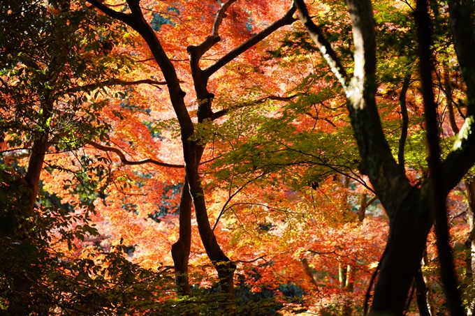 京都の紅葉_2021_14　嵐山公園　No26