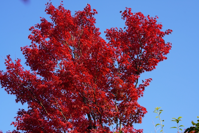 京都の紅葉_2021_14　嵐山公園　No31