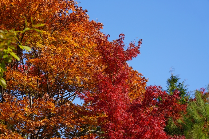 京都の紅葉_2021_14　嵐山公園　No33