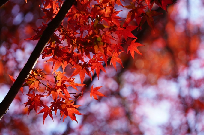 京都の紅葉_2021_14　嵐山公園　No34