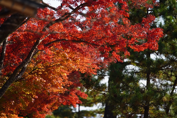 京都の紅葉_2021_14　嵐山公園　No36