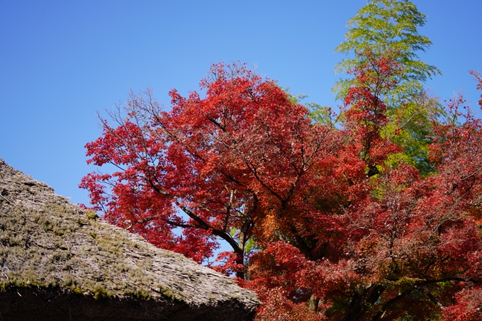 京都の紅葉_2021_14　嵐山公園　No38