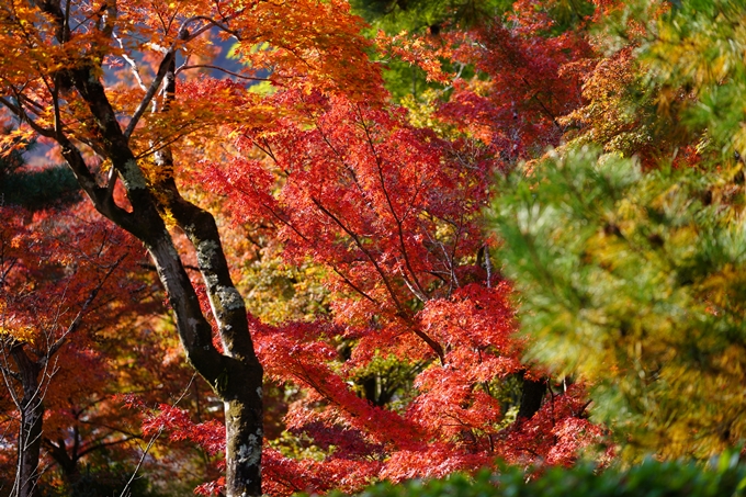 京都の紅葉_2021_14　嵐山公園　No39