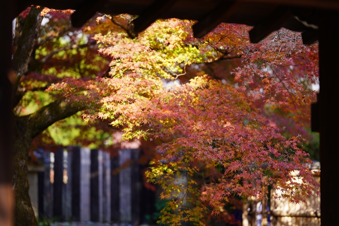 京都の紅葉_2021_14　嵐山公園　No40