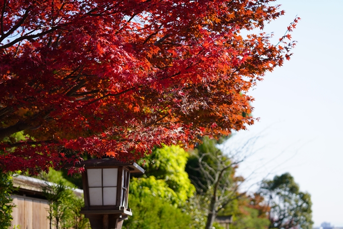 京都の紅葉_2021_14　嵐山公園　No43