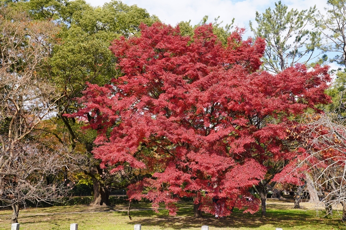 京都の紅葉_2021_15　京都御苑　No3