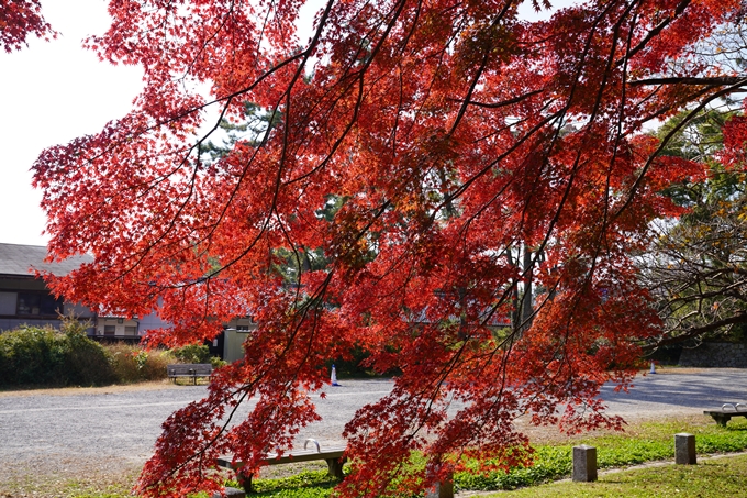 京都の紅葉_2021_15　京都御苑　No4