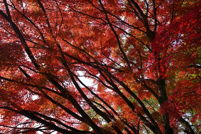 京都の紅葉_2021_15　京都御苑　No5