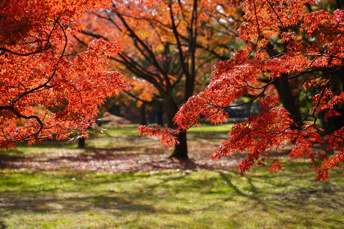 京都の紅葉_2021_15　京都御苑　No7