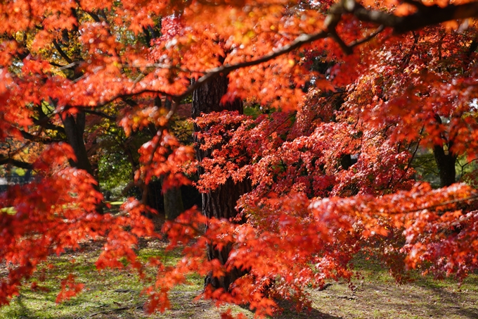 京都の紅葉_2021_15　京都御苑　No8