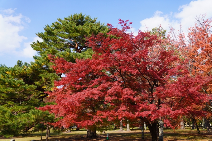 京都の紅葉_2021_15　京都御苑　No11