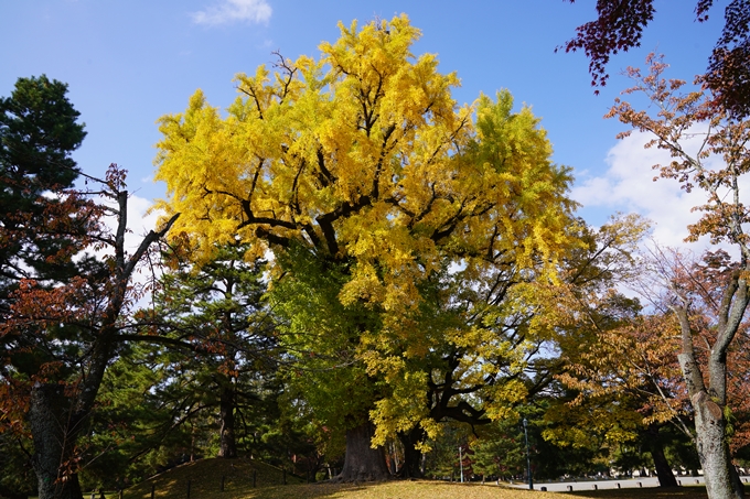 京都の紅葉_2021_15　京都御苑　No12