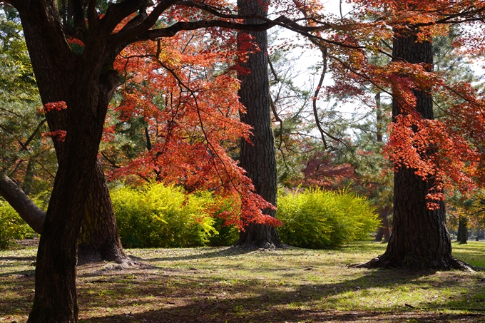 京都の紅葉_2021_15　京都御苑　No14