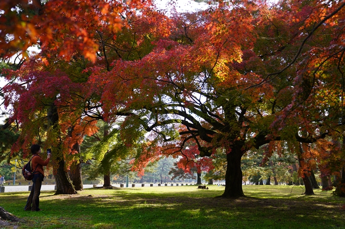 京都の紅葉_2021_15　京都御苑　No15