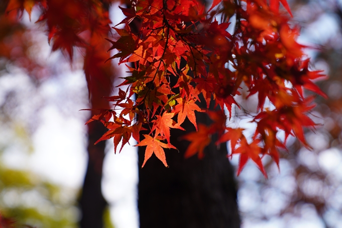 京都の紅葉_2021_15　京都御苑　No16