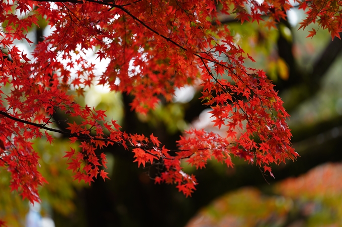 京都の紅葉_2021_15　京都御苑　No17