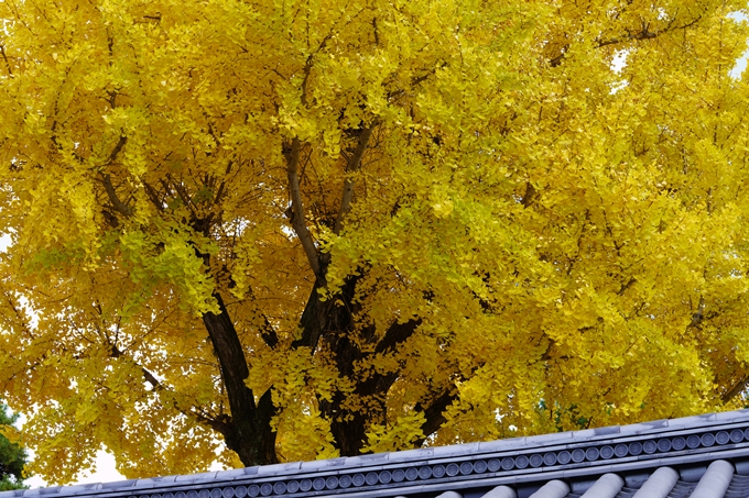 京都の紅葉_2021_15　京都御苑　No19