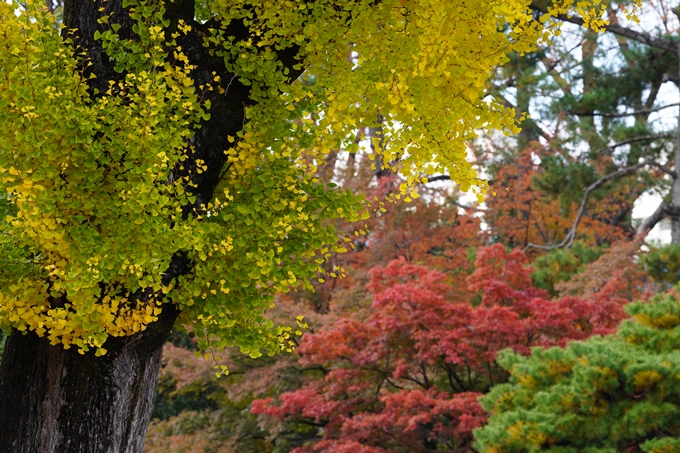 京都の紅葉_2021_15　京都御苑　No20