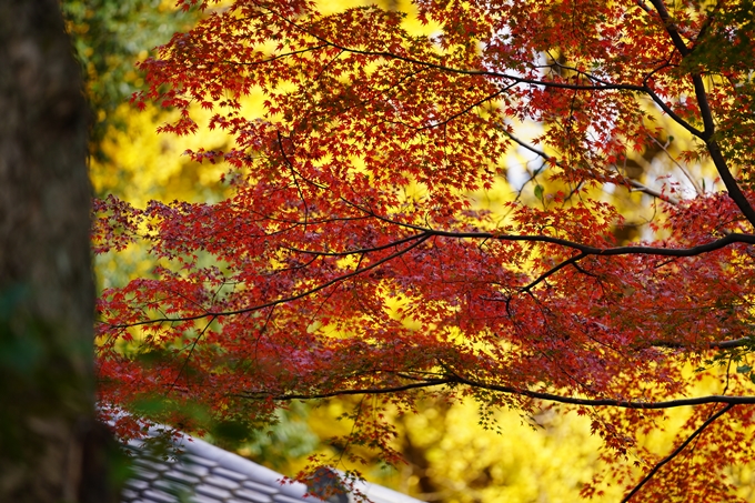 京都の紅葉_2021_15　京都御苑　No21