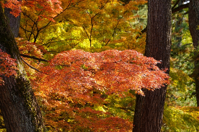 京都の紅葉_2021_15　京都御苑　No22