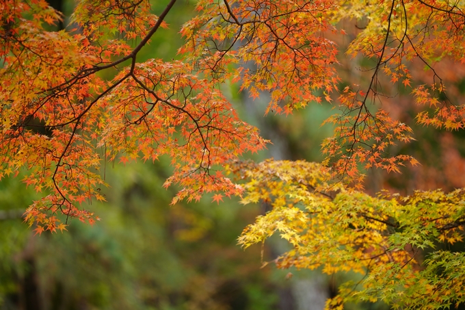 京都の紅葉_2021_15　京都御苑　No25