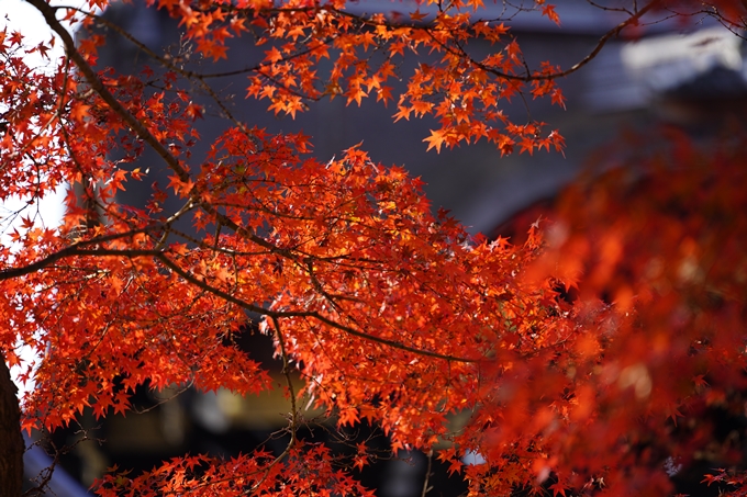 京都の紅葉_2021_15　京都御苑　No28