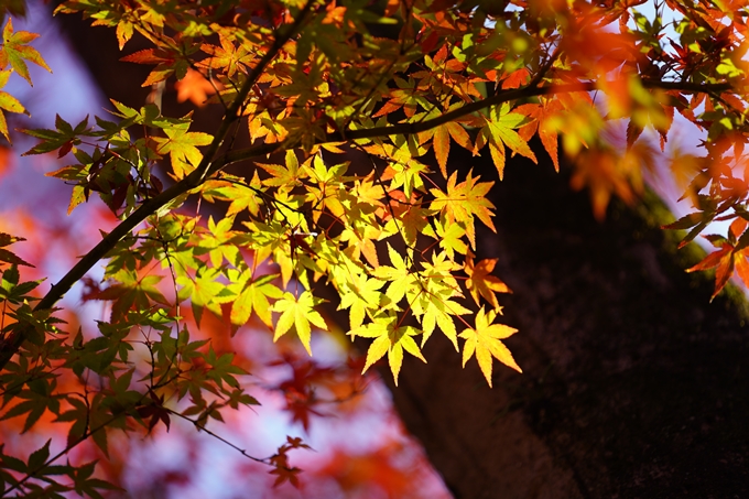 京都の紅葉_2021_15　京都御苑　No30