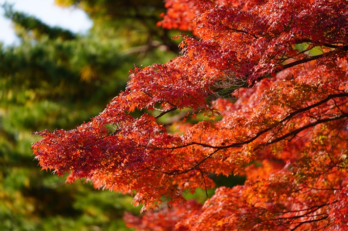 京都の紅葉_2021_15　京都御苑　No31