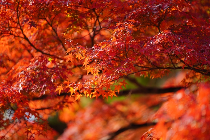 京都の紅葉_2021_15　京都御苑　No32