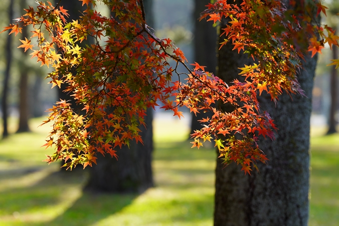 京都の紅葉_2021_15　京都御苑　No33