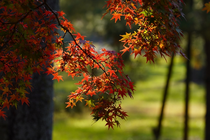 京都の紅葉_2021_15　京都御苑　No34