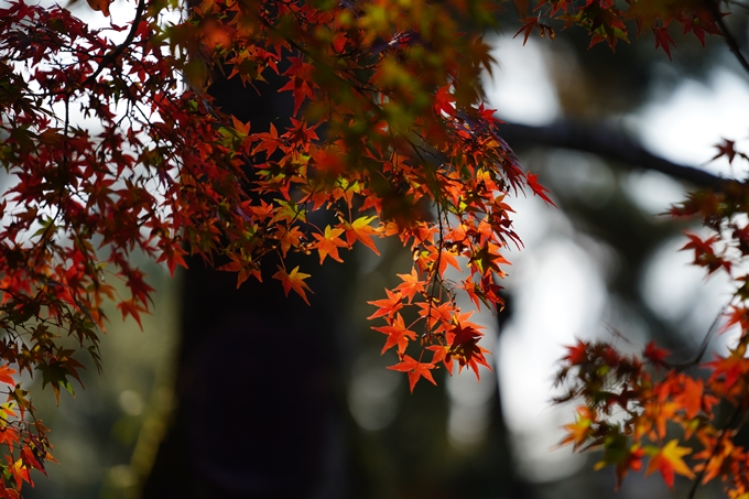 京都の紅葉_2021_15　京都御苑　No35