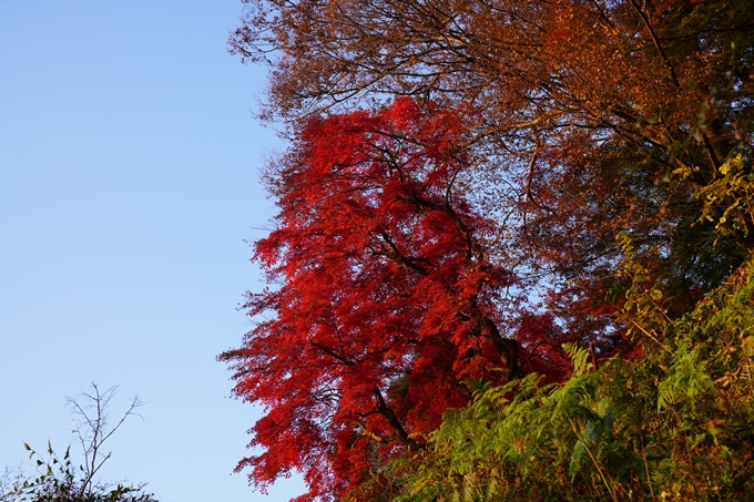 京都の紅葉_2021_16　桑田神社　No3