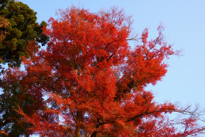 京都の紅葉_2021_16　桑田神社　No4