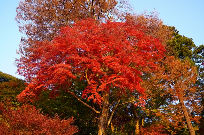 京都の紅葉_2021_16　桑田神社　No6