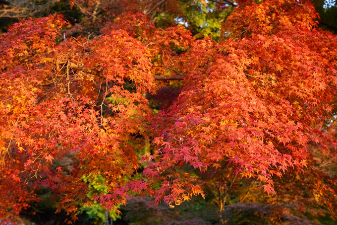 京都の紅葉_2021_16　桑田神社　No11