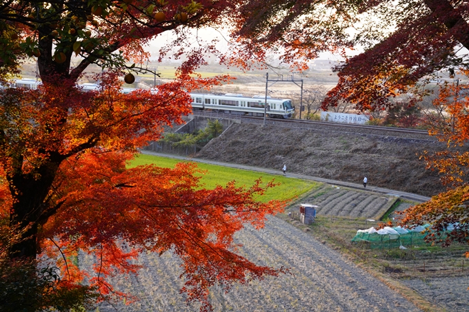 京都の紅葉_2021_16　桑田神社　No12