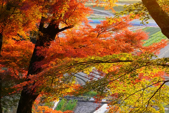 京都の紅葉_2021_16　桑田神社　No13